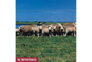 Купи Селскостопанска оградна мрежа Ursus AS Light H=1.50 x L=50 m2 за 249.99 лв. само от Nika.bg